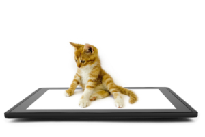 cat and tablet